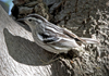 Black and White Warbler